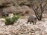 Living Desert State Park : New Mexico